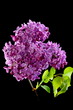 Flowering branch of lilac.