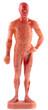 statuette acupuncture médecine chinoise