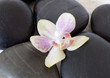 orchidée posée sur des galets noir