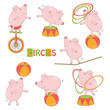 Vector: Set of cute circus little pig Set of cute circus little pig