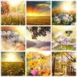 Photo: Flowers collage Flowers collage