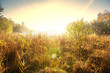Photo: Fog on meadow Fog on meadow