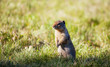 Foto: Gopher Gopher