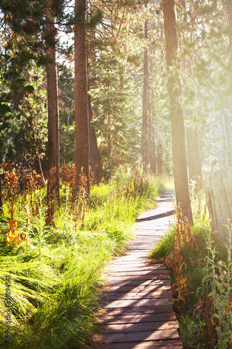 Photo: Forest Forest