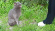 Lovable cat