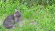Russian Blue cat