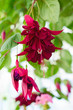 Fuchsia
