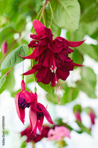 Photo: Fuchsia Fuchsia