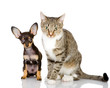 dog and cat watchfully look in the camera. isolated on white 