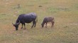 Buffalo in the field eat grass