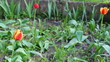 Spring in the tulips garden