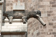 Gargoyle of the cathedral of barcelona
