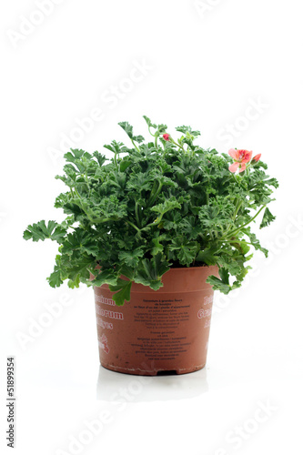 Photo: pélargonium pélargonium