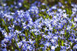Blooming scilla flowers