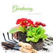 Red flowers with garden tools