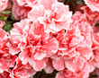 Pink Azalea