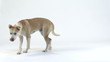 Mixed-Breed Dog lying down and barking
