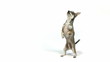 Chihuahua standing on hind legs