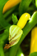 Foto: zucchini in the vegetable garden zucchini in the vegetable garden