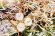Christmas decoration