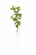 mint plant  with root