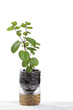recycle of a plastic bottle as a flowerpot