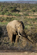 Foto: Elephant dans une mare Elephant dans une mare
