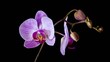 Orchid blooming timelapse