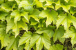 Green Creepers Leaves - Close Up