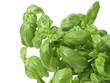 Basil