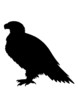 Vector: Adler Adler