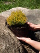 Juniper
