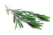 Foto: Fresh rosemary Fresh rosemary
