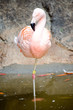 Pink flamingo