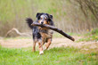 Foto: nasser Australian Shepherd mit Ast im Maul nasser Australian Shepherd mit Ast im Maul
