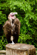 Lappet-faced vulture, Torgos tracheliotus