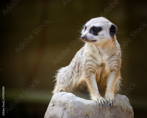Photo: Alert meercat Alert meercat