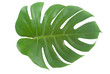 Foto: Leaf Leaf