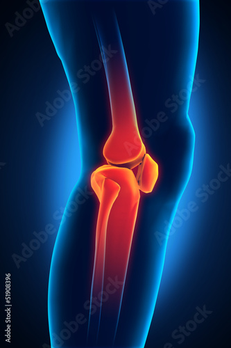 Illustration: Human Knee Anatomy View Human Knee Anatomy View