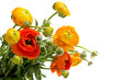 Ranunculus asiaticus