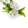 blossoms of cherry tree isolated on white