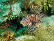 common lionfish (Pterois volitans)