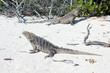 Photo: Cyclura nubila, Cuban rock iguana, Cuban ground iguana Cyclura nubila, Cuban rock iguana, Cuban ground iguana