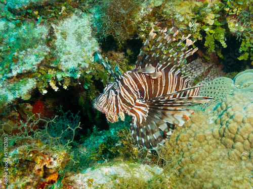 Photo: common lionfish (Pterois volitans) common lionfish (Pterois volitans)