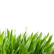 Green Grass