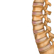 Human spine