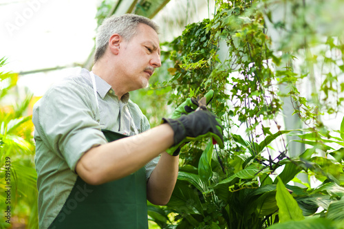 Photo: Employee working in a greenhouse Employee working in a greenhouse