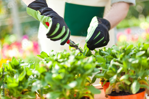 Photo: Employee working in a greenhouse Employee working in a greenhouse