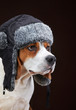 Portrait of young beagle dog