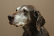 German shorthaired pointer, female